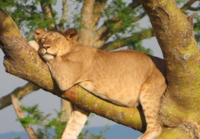 12-Day Ultimate Uganda Safari