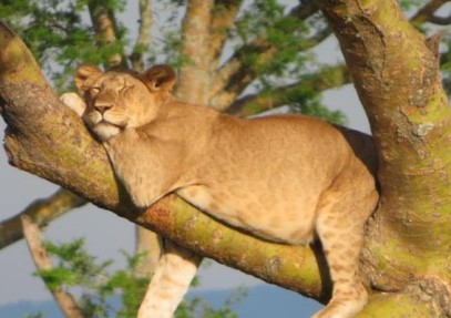 12-Day Ultimate Uganda Safari