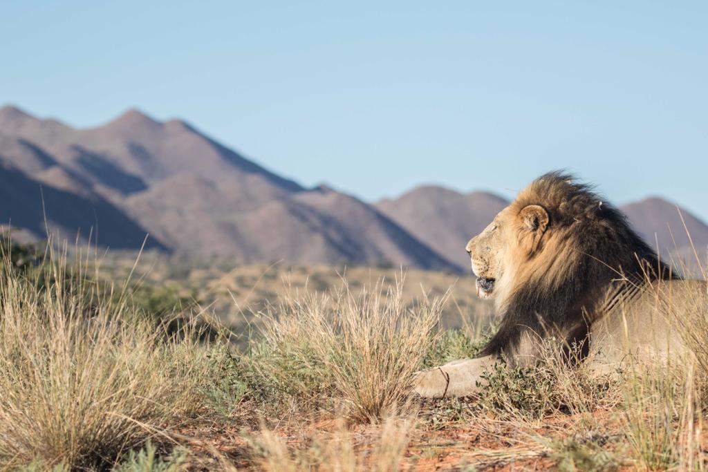 Black Maned Lion