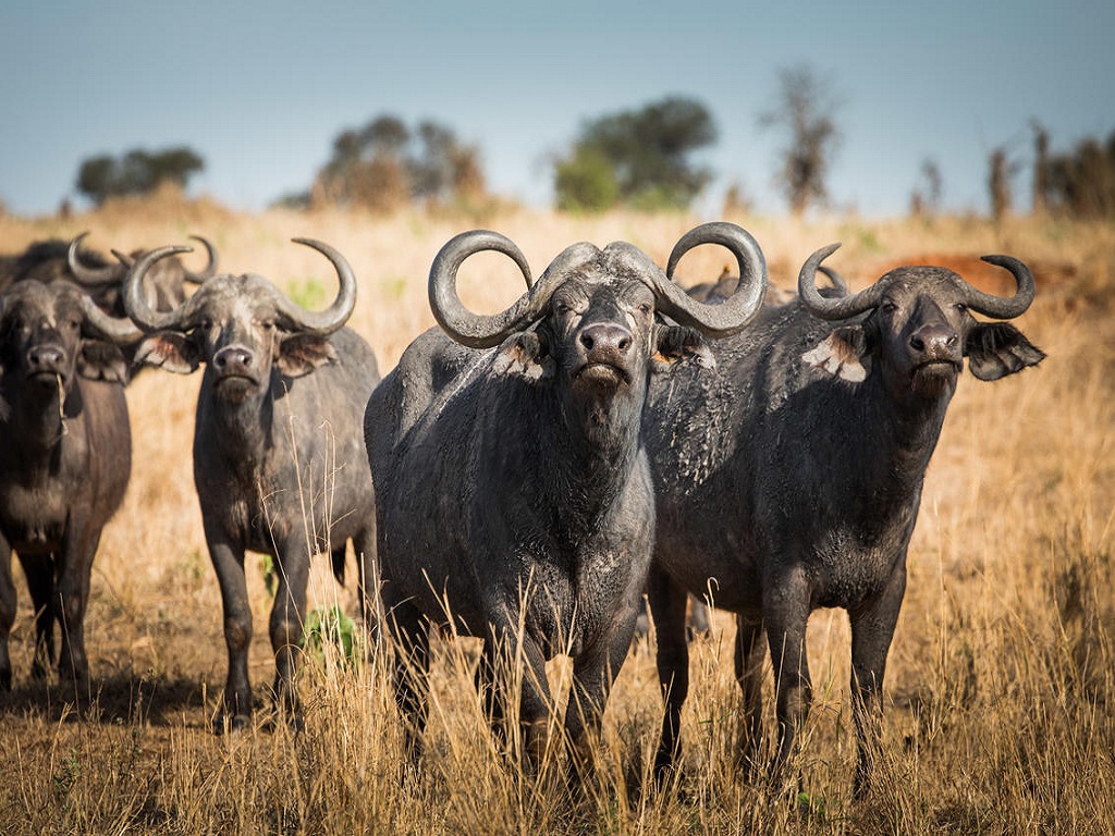 Buffalos