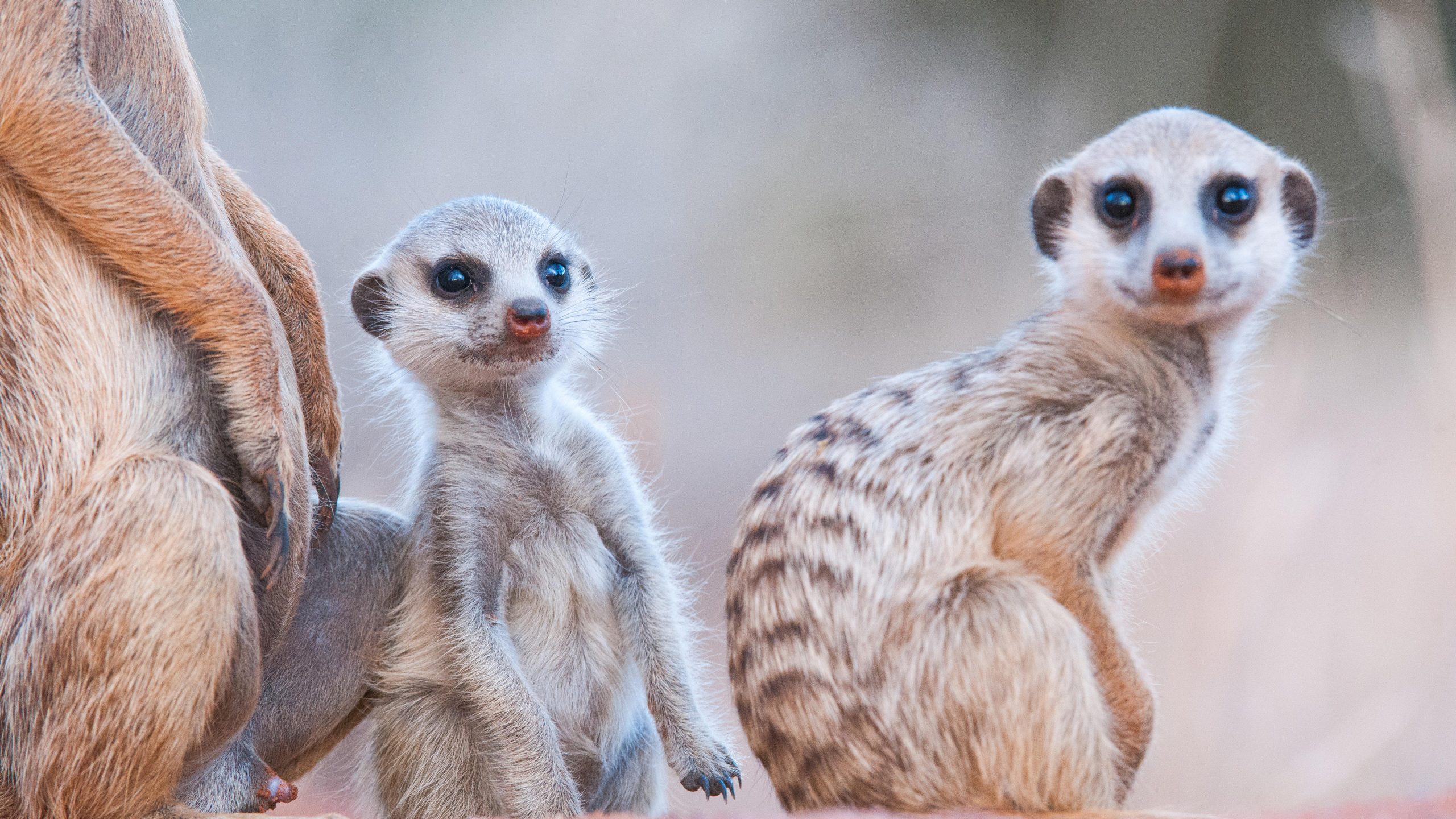 Habituated Meerkats