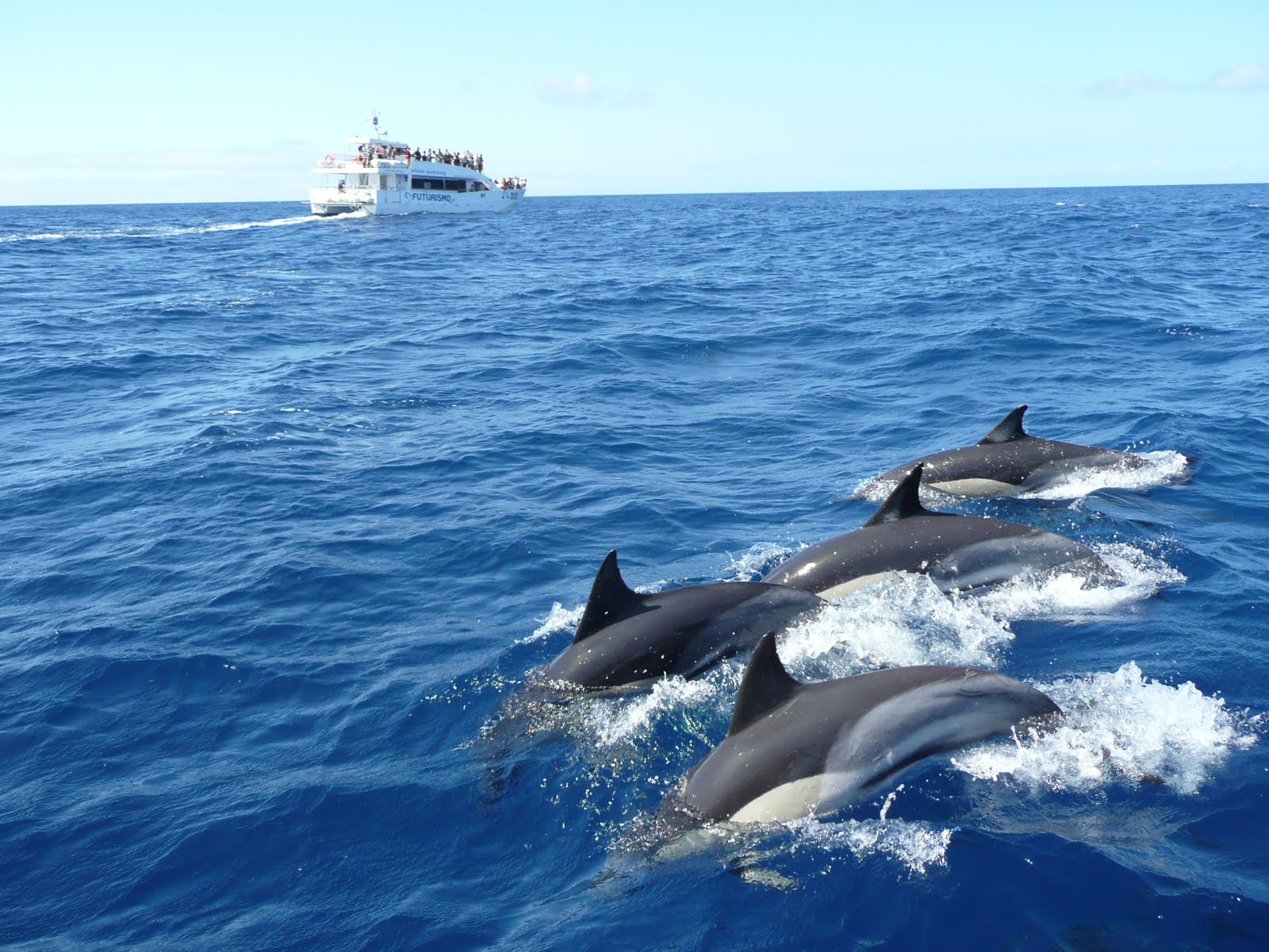 Mirissa Dolphin