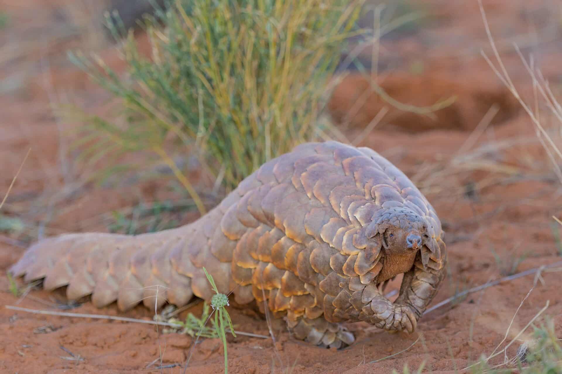 Pangolin Emerging From Burrow 1920x1278