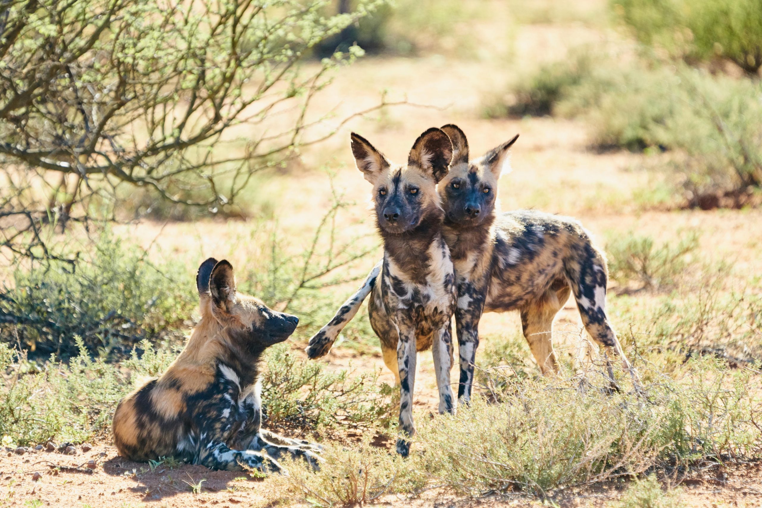 Wild Dogs