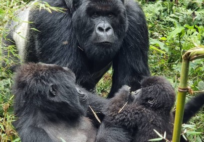 4 Days Rwanda Gorilla Safari – Gorilla & Golden Monkey Treks