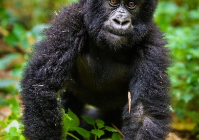 6-Days Rwanda Primates Safari Gorilla & Chimpanzee Trekking