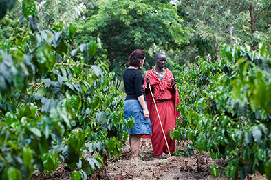 Coffe Plantation