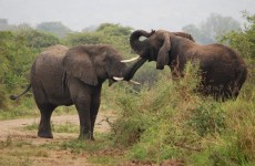 6 Days Rwanda Akagera Safari & Gorilla Trekking