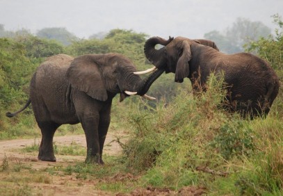 6 Days Rwanda Akagera Safari & Gorilla Trekking