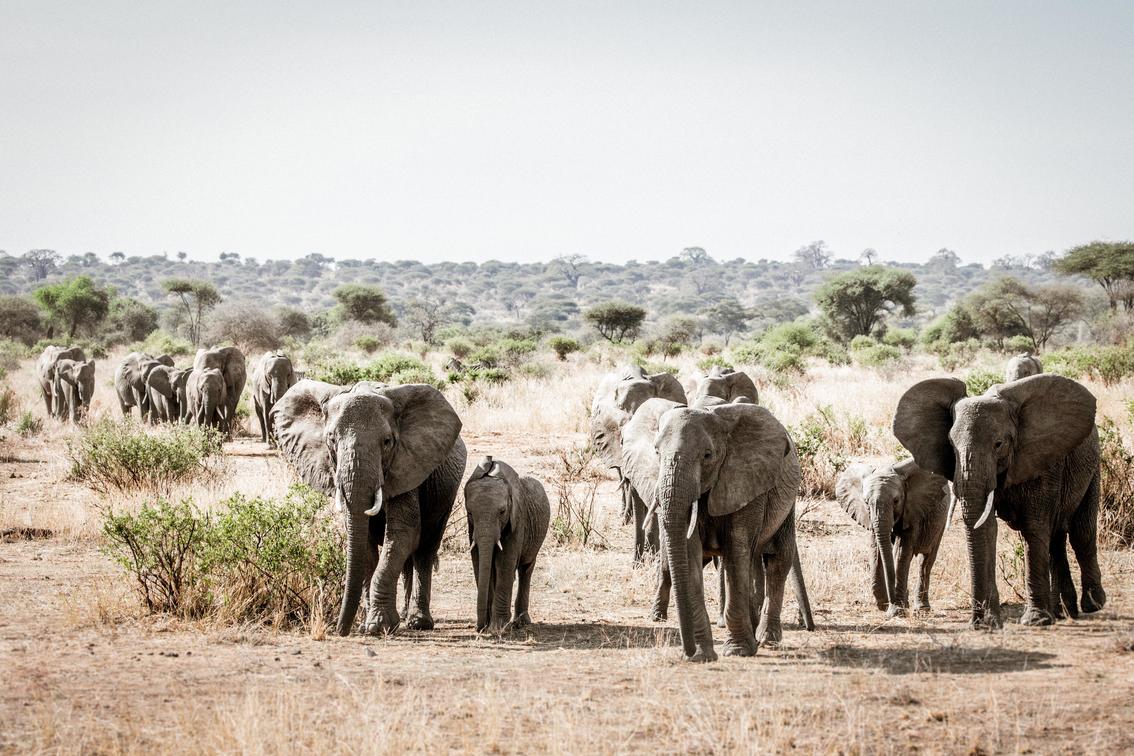Elephant
