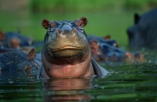 4-Day Tarangire, Serengeti & Ngorongoro Mid-Range Safari