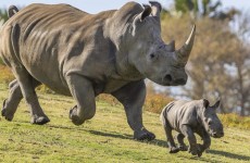 4 Days Masai Mara & Lake Nakuru National Park Safari