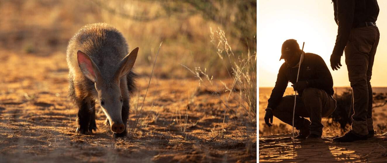Tracking Elusive Species Aardvark