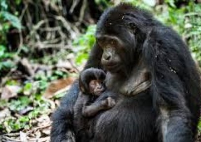 9-Day Adventure Safari in Uganda