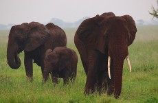 3 Days Serengeti and Ngorongoro Camping Safari