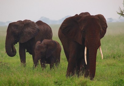 3 Days Serengeti and Ngorongoro Camping Safari