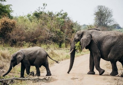 2 Days Akagera National Park Safari