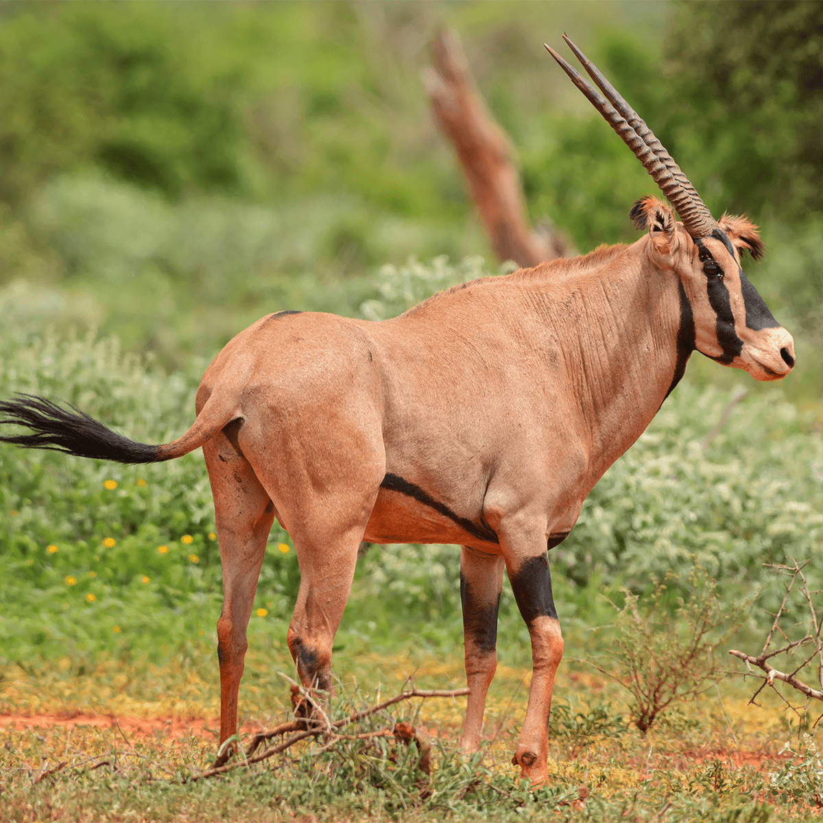 antelopes of africa list