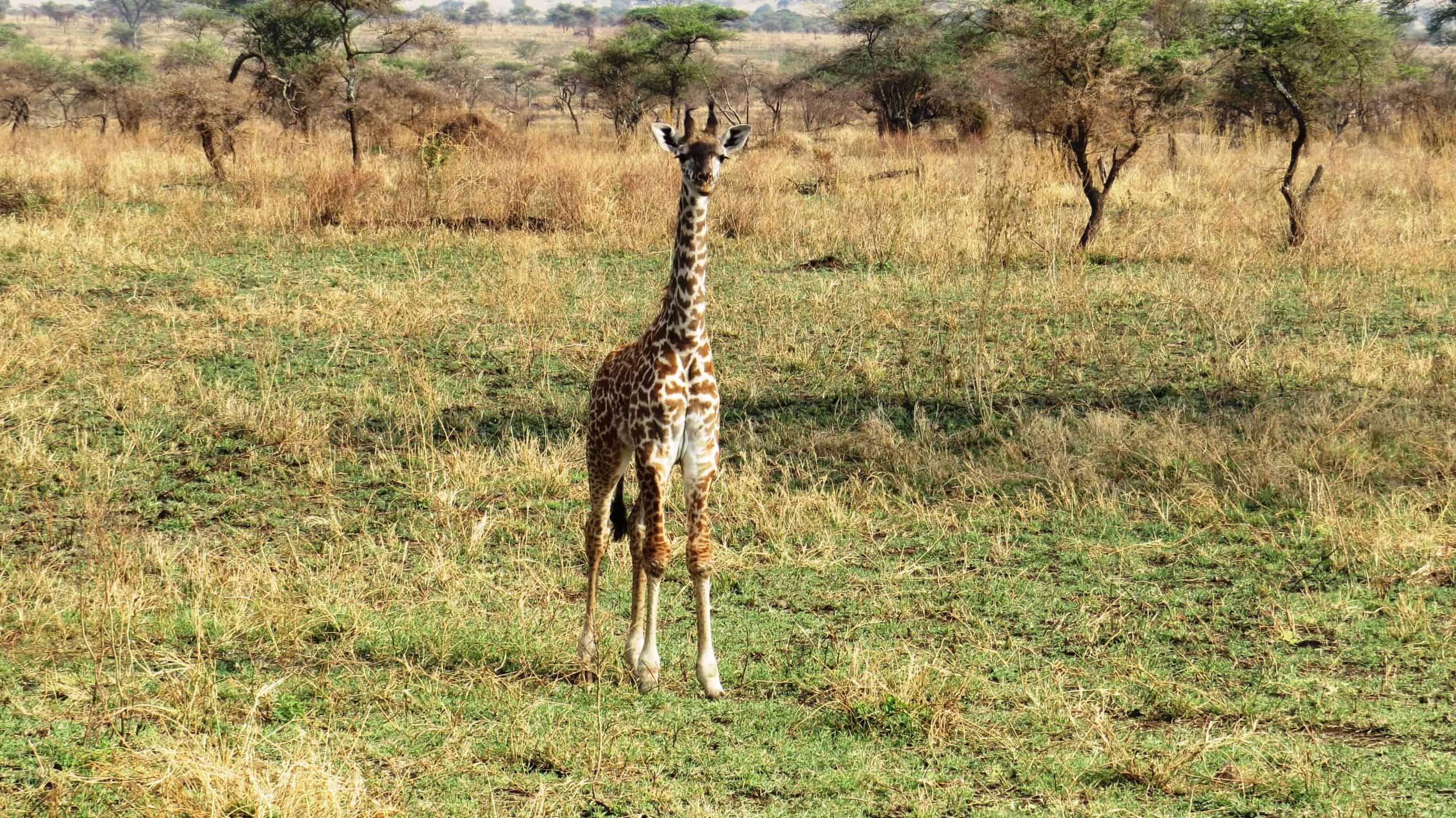 Conquest Adventure Maasai Giraffe Serengeti