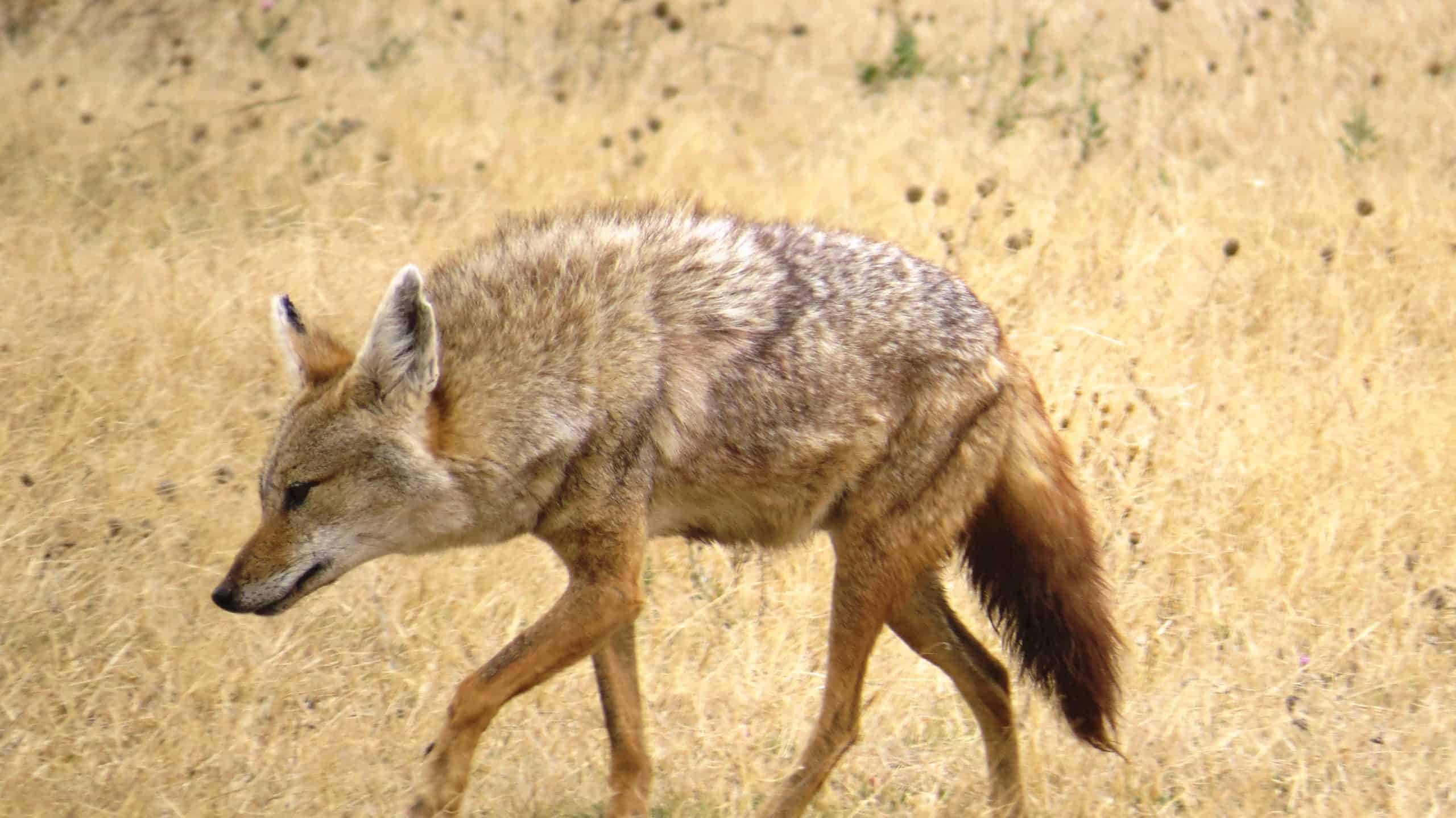 Conquest Adventures African Golden Wolf