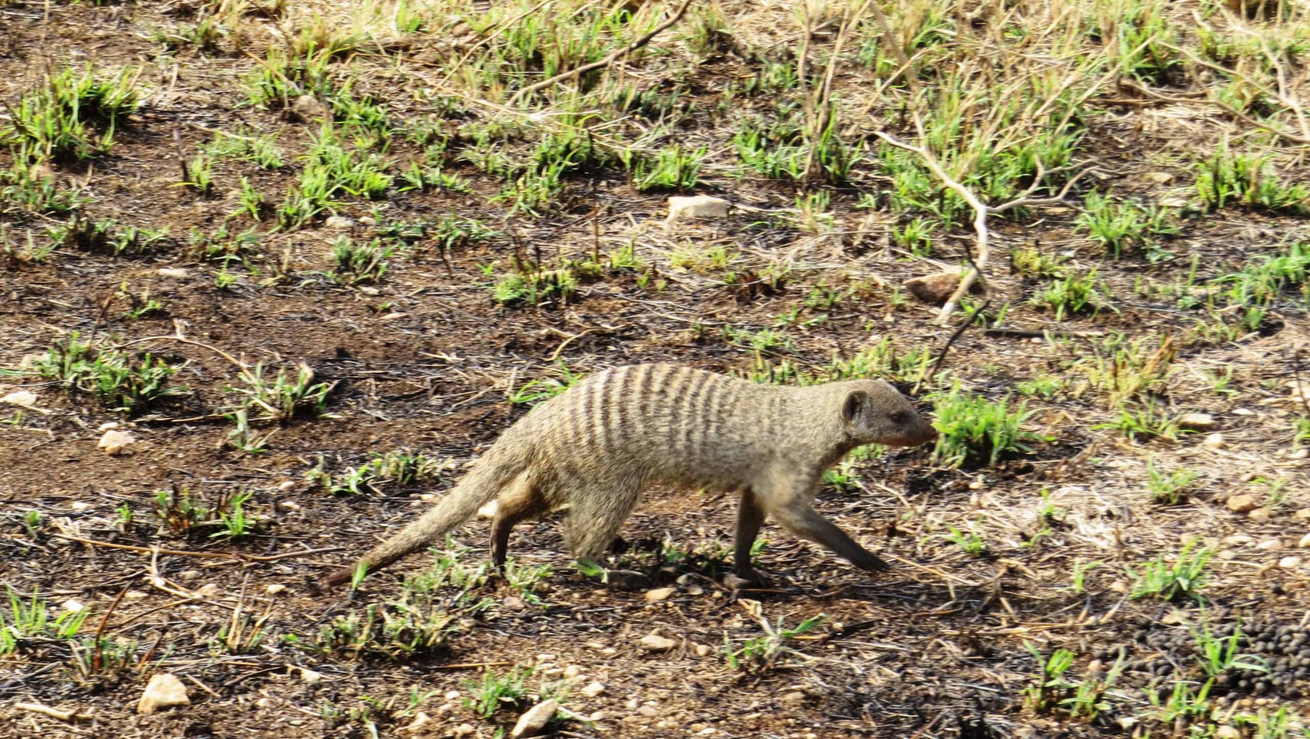 Conquest Adventures Banded Mongoose Serengeti