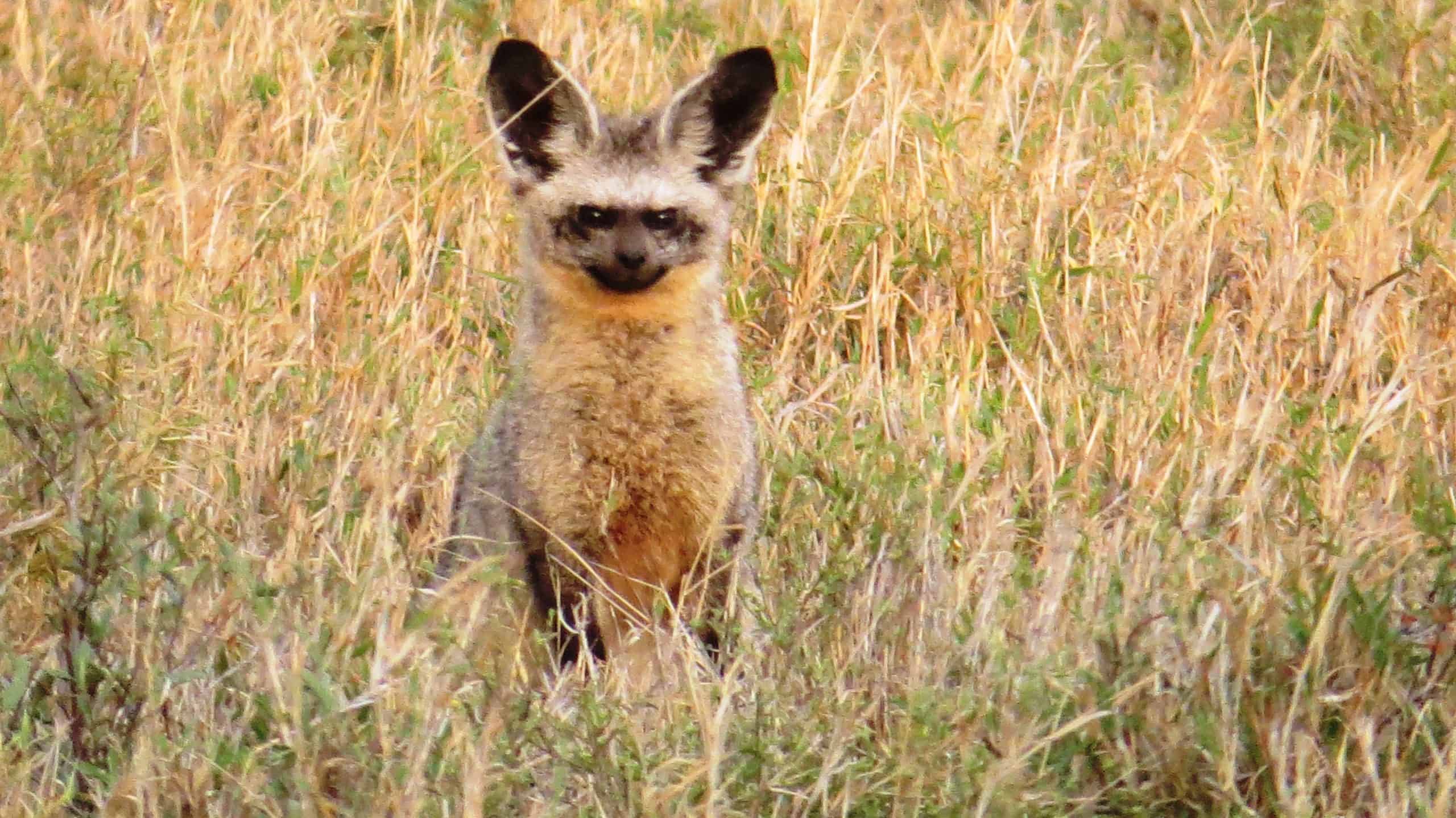 Conquest Adventures Bat Eared Fox Serengeti National Park