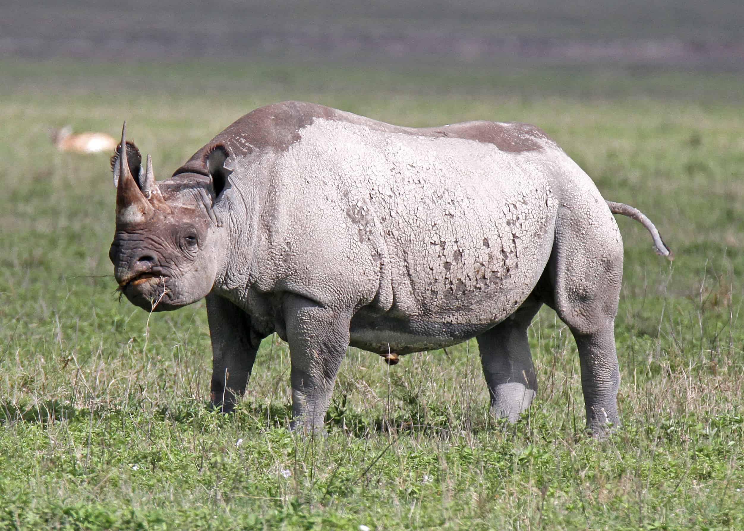 Conquest Adventures Black Rhino Ngorongoro Crater