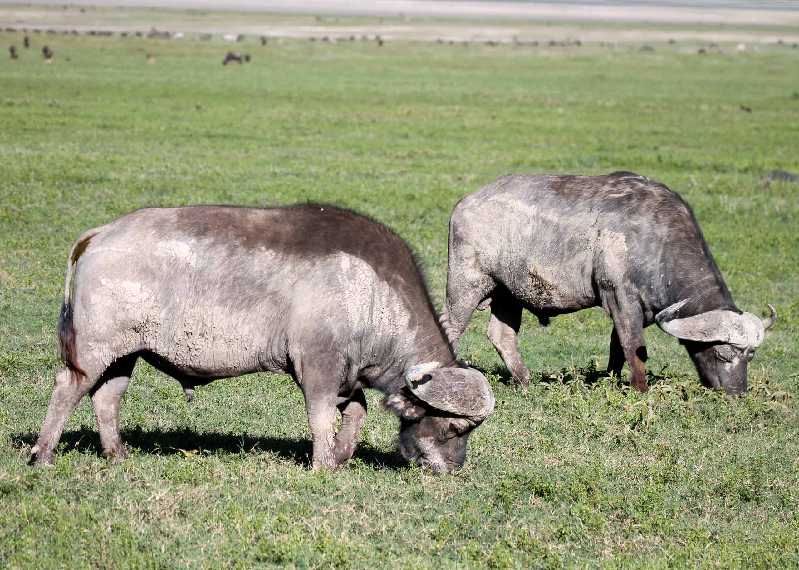 Conquest Adventures Cape Buffalo Ngorongoro