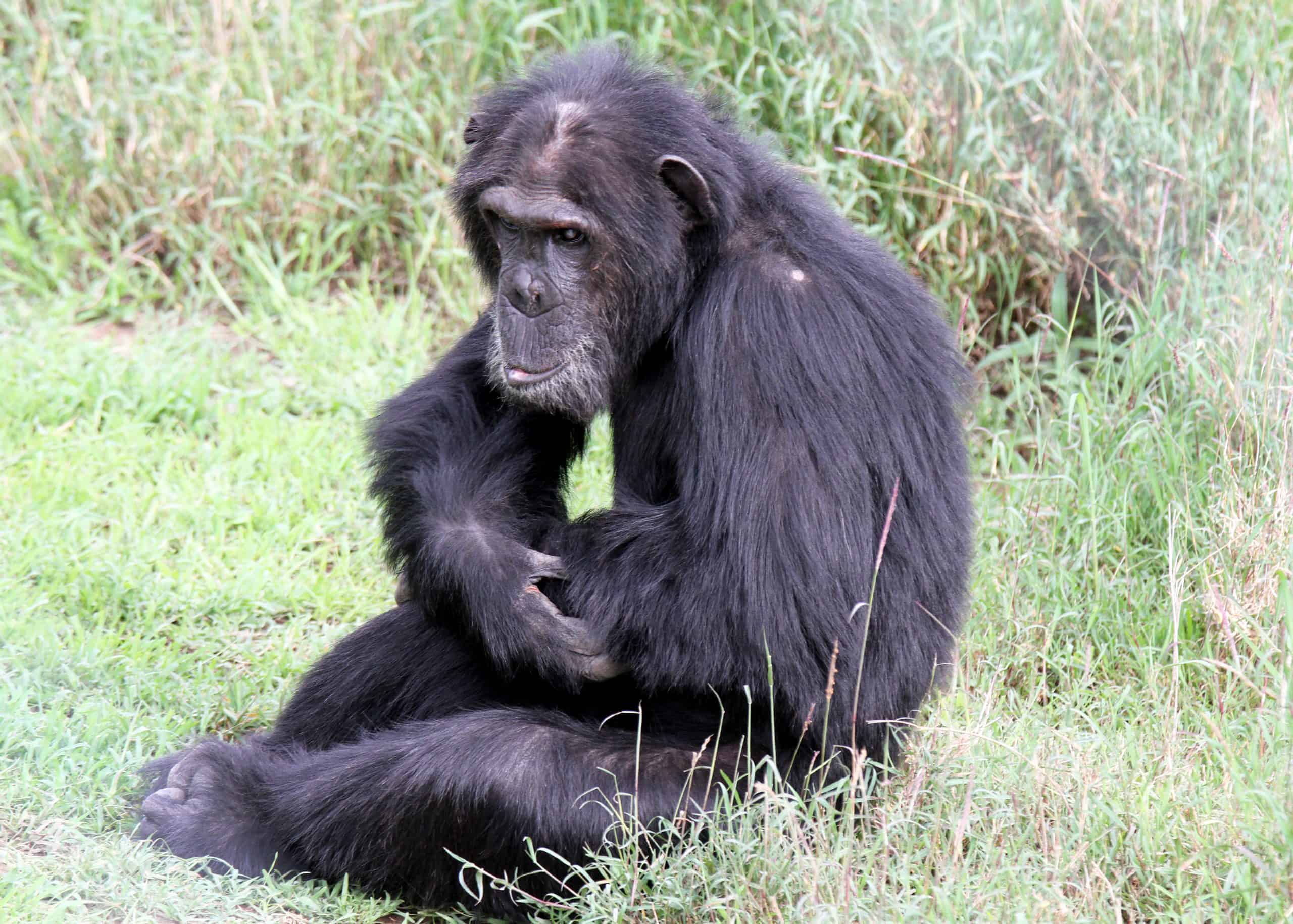 Conquest Adventures Chimpanzee Ol Pejeta