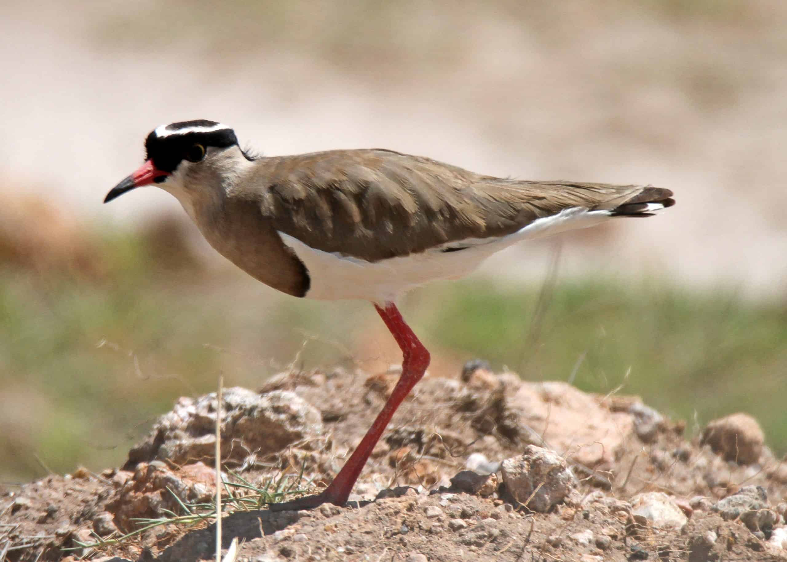 Conquest Adventures Crowned Lapwing Amboseli National Park