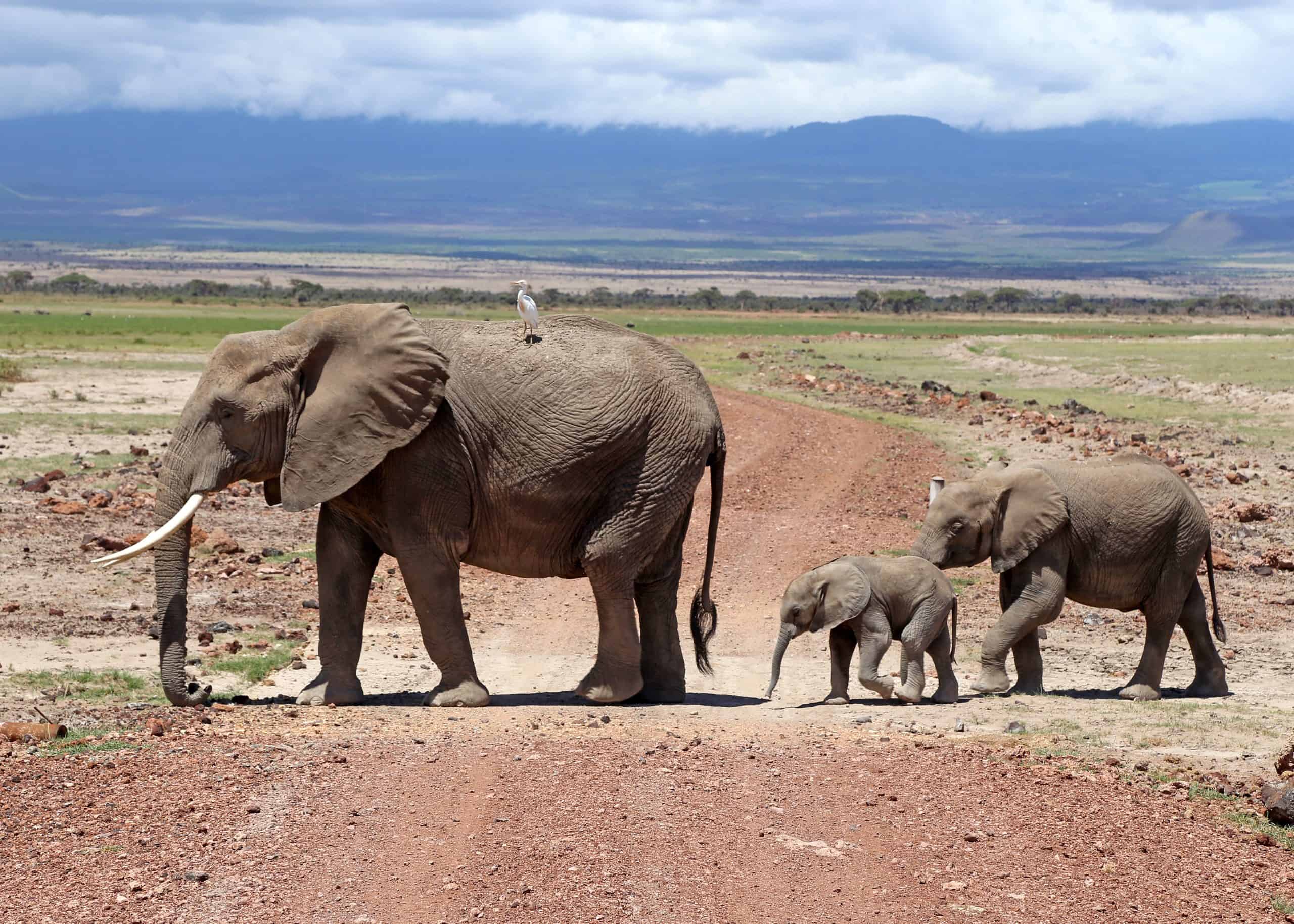 Conquest Adventures Elephant Amboseli National Park