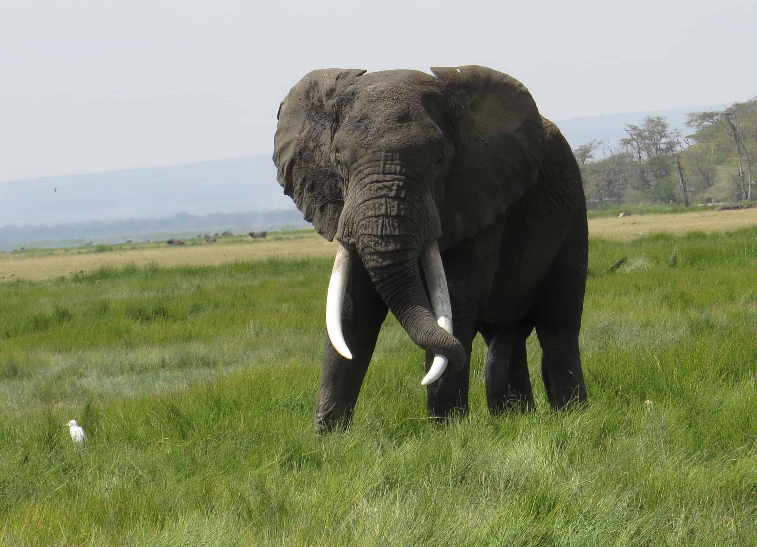 Conquest Adventures Elephant Amboseli National Park