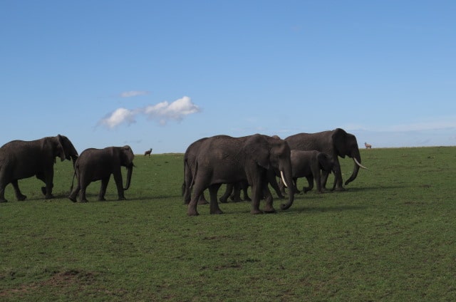 Conquest Adventures Elephant Maasai Mara