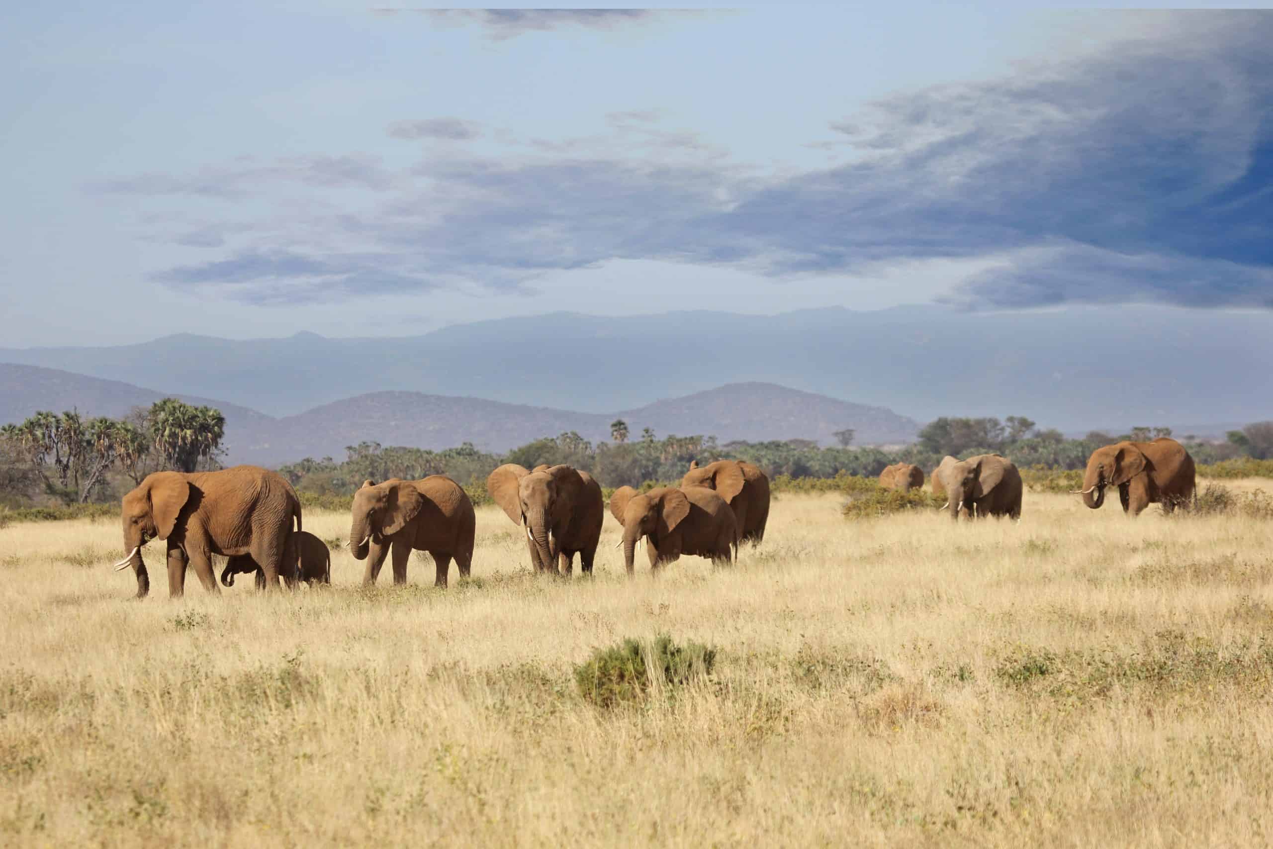 Conquest Adventures Elephants Samburu