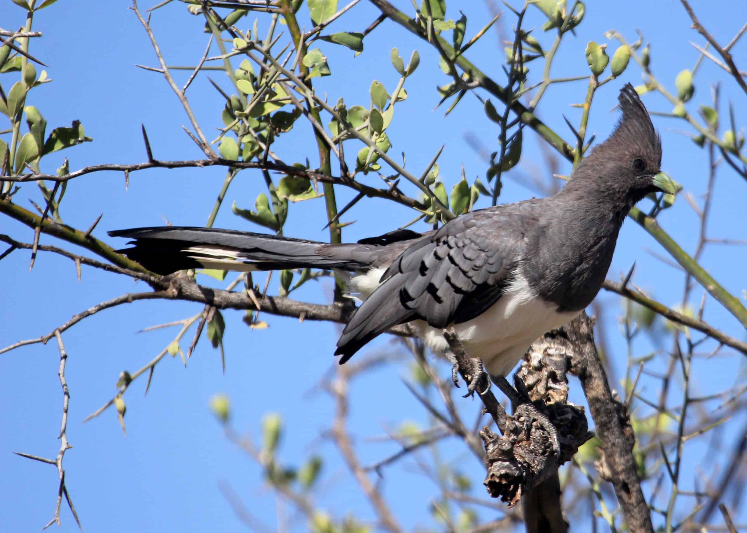 Conquest Adventures Go Away Bird Samburu Reserve