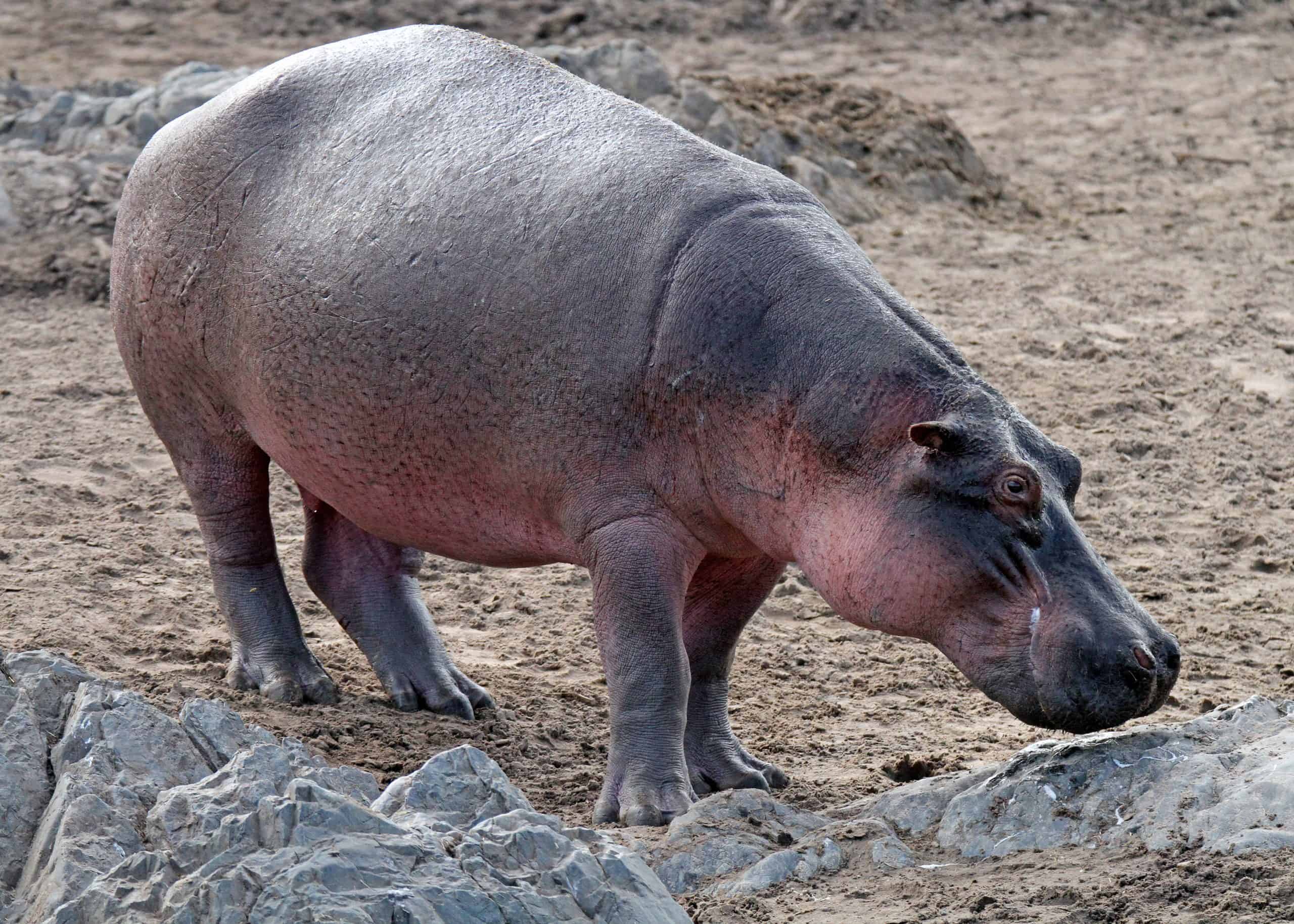 Conquest Adventures Hippo Maasai Mara