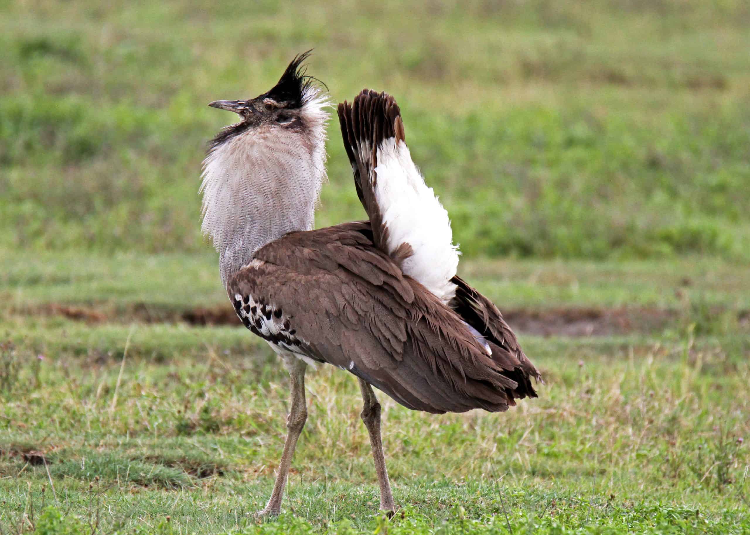 Conquest Adventures Kori Bustard Ngorongoro