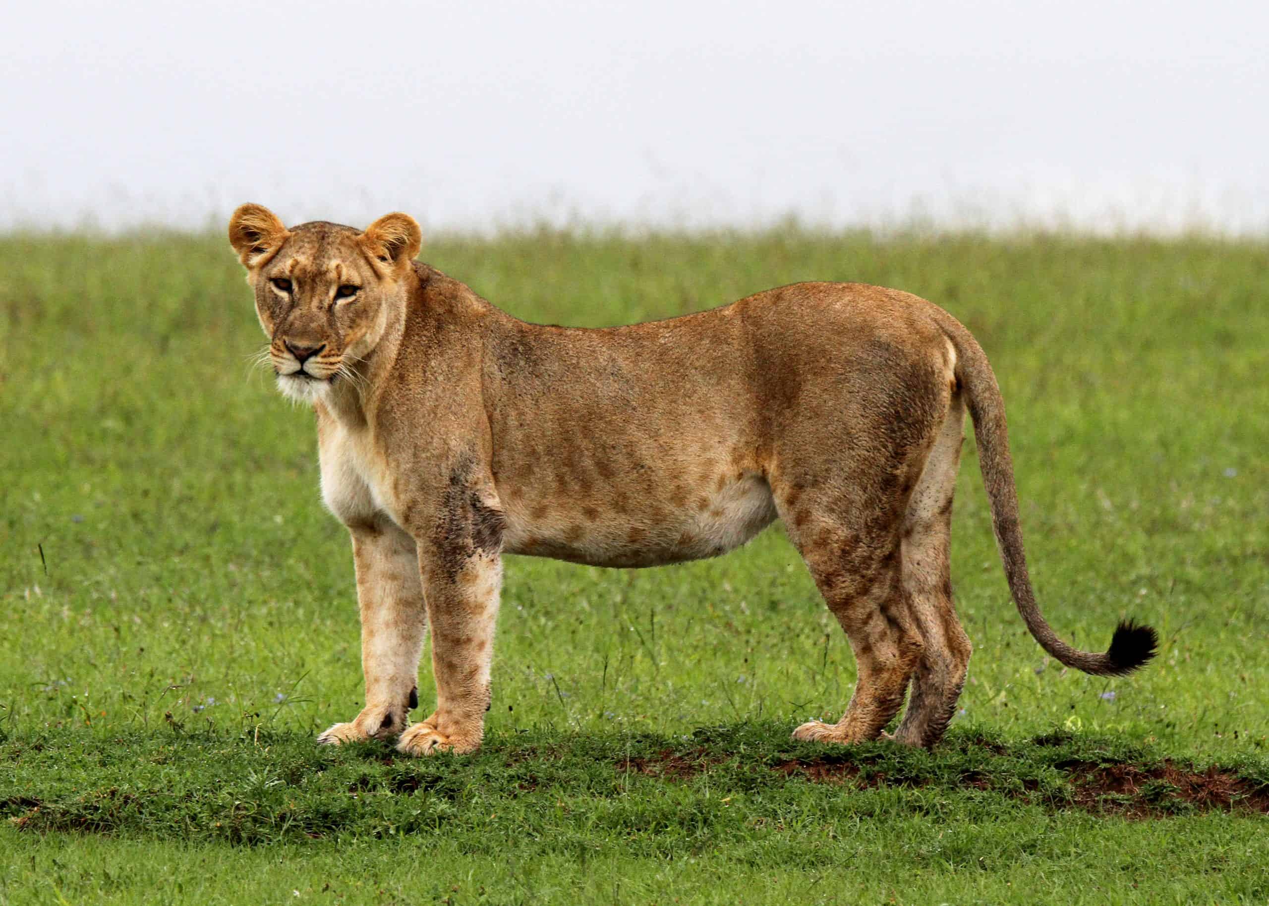 Conquest Adventures Lion Ol Pejeta