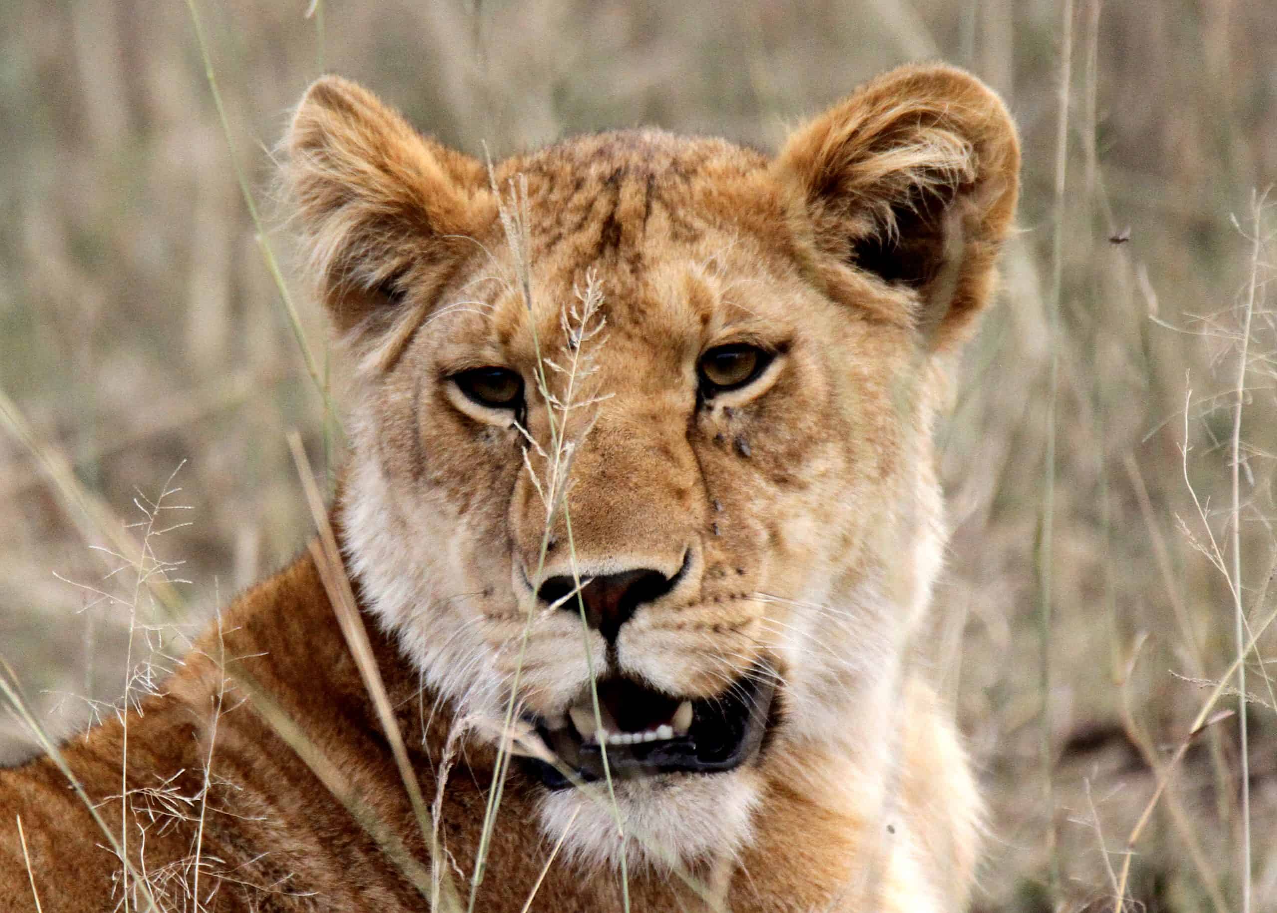 Conquest Adventures Lion Serengeti