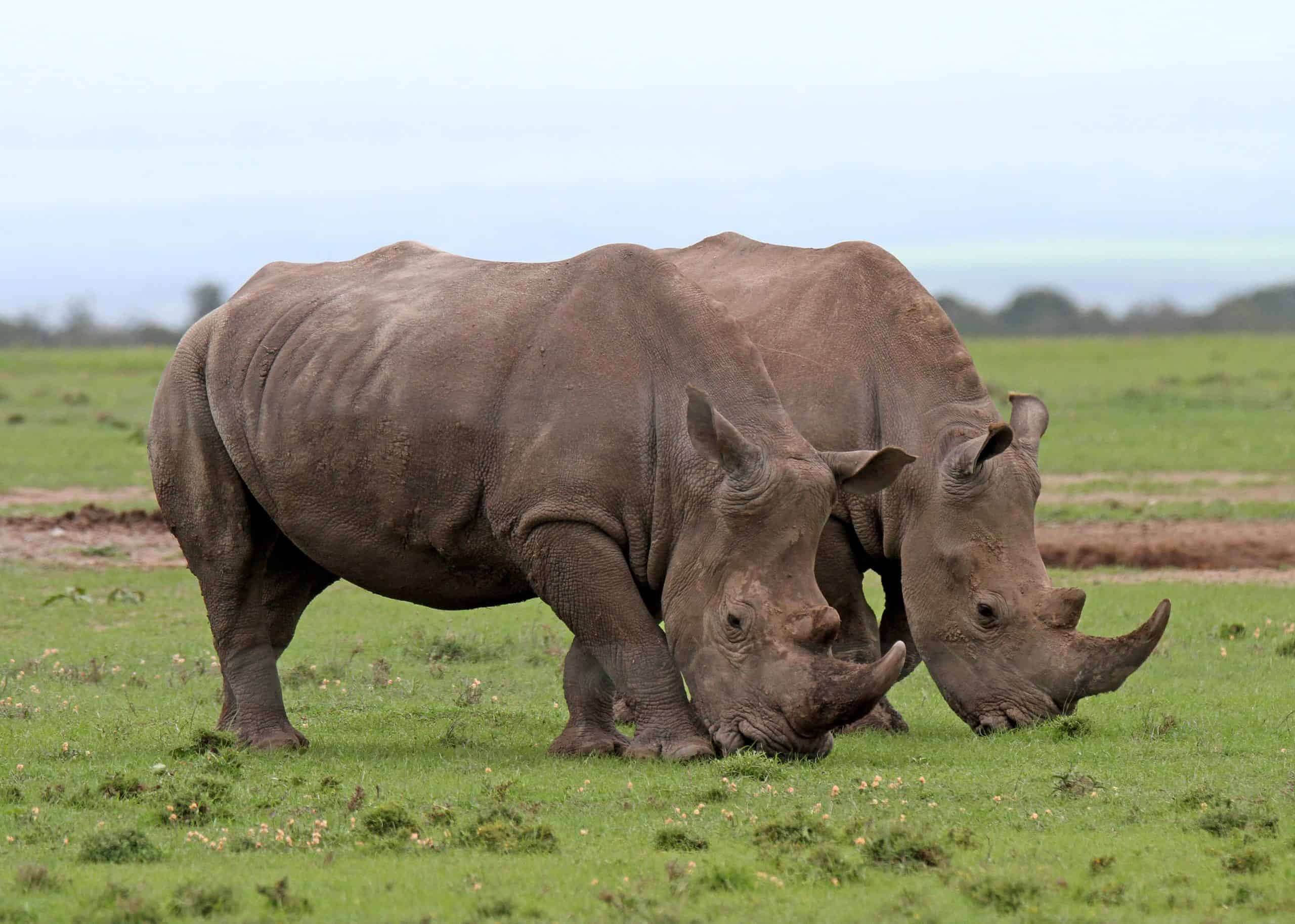 Conquest Adventures Northern White Rhino Ol Pejeta