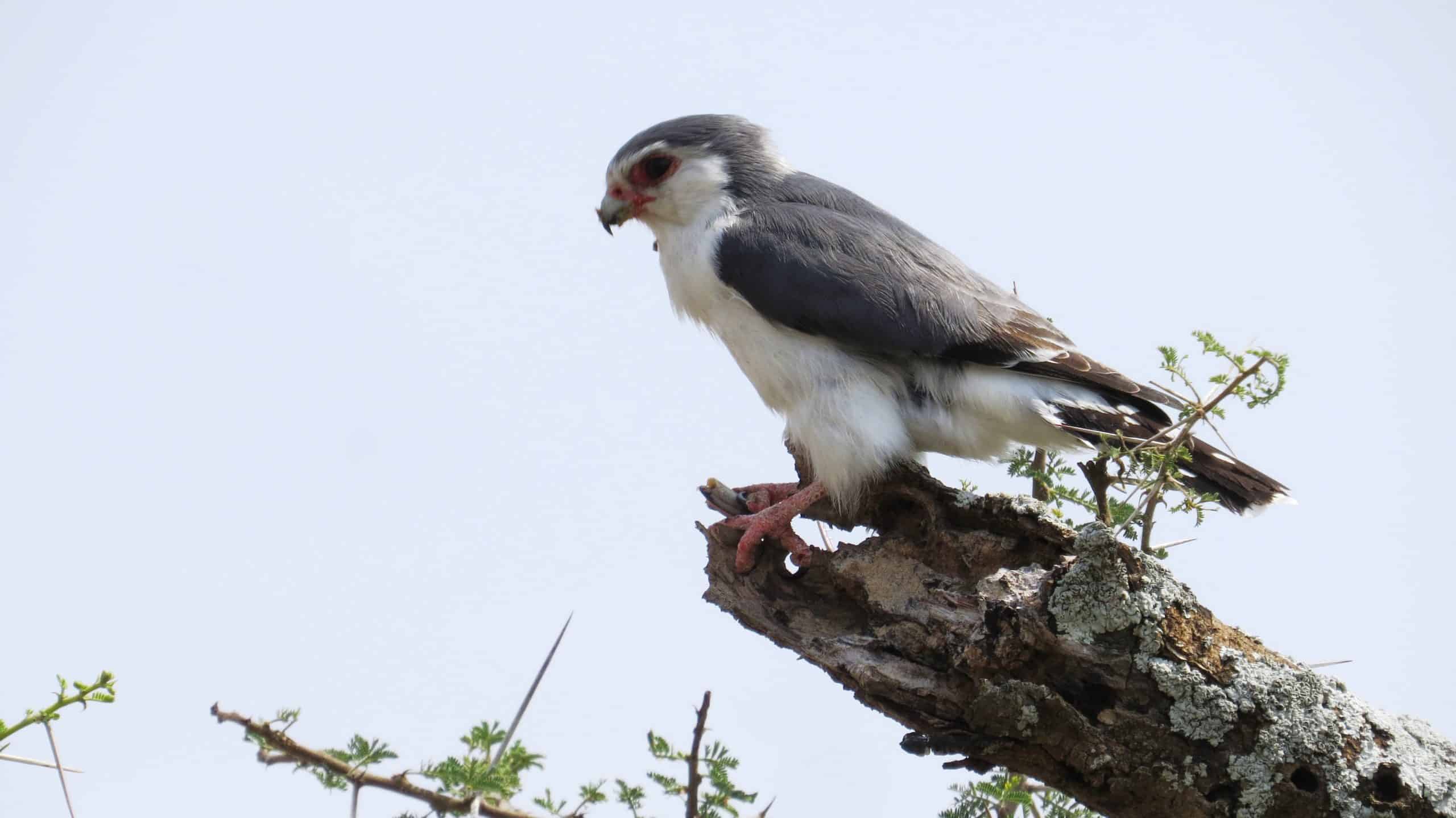 Conquest Adventures Pgymy Falcon Serengeti