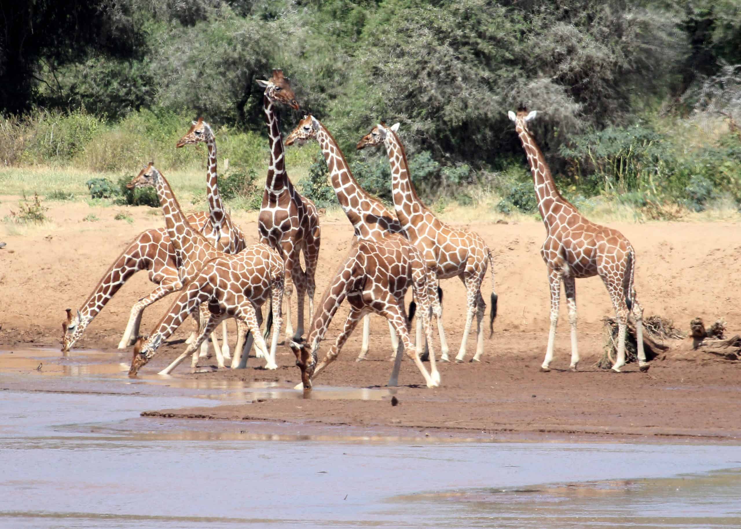 Conquest Adventures Reticulated Giraffe Samburu Reserve