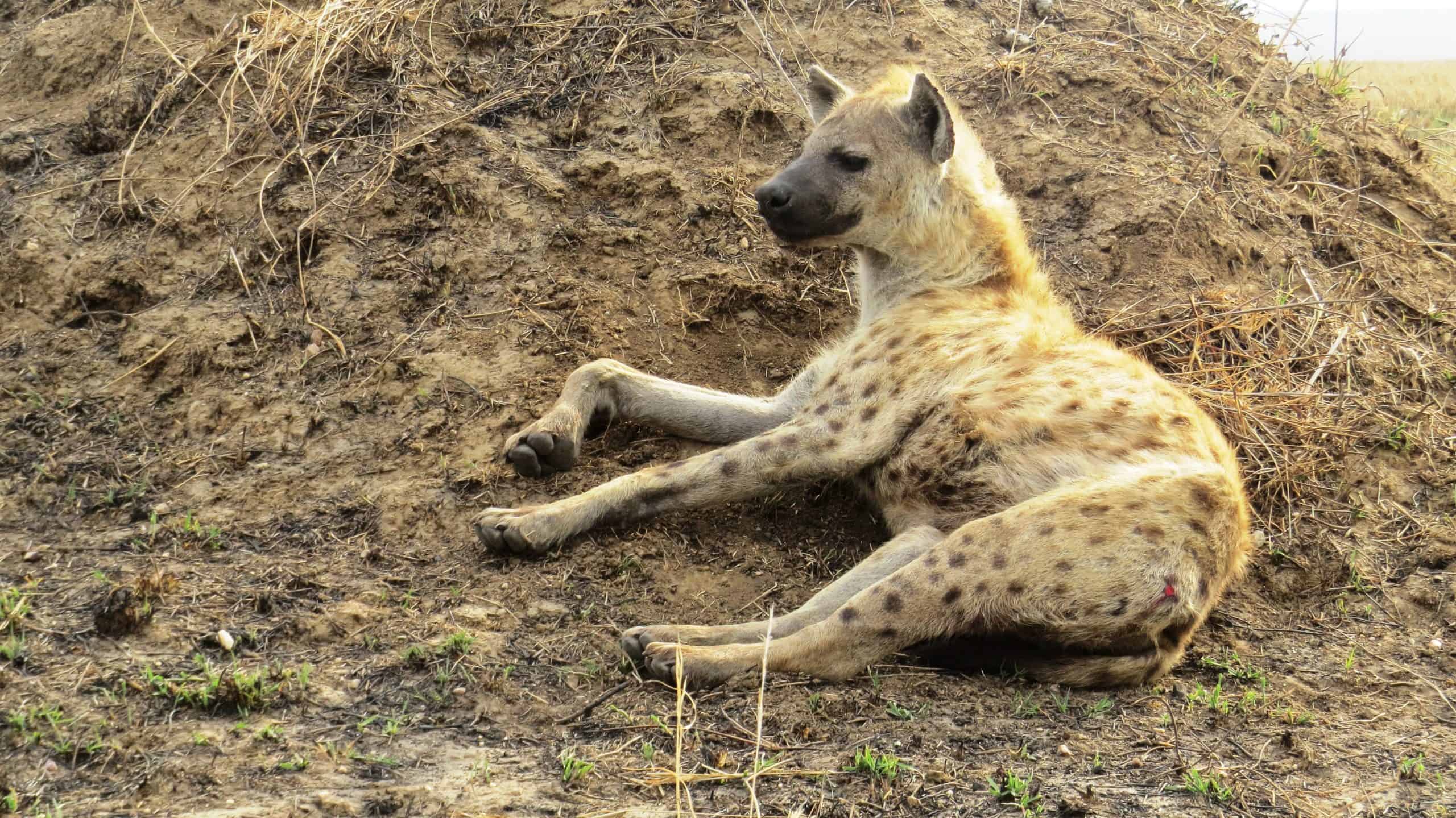 Conquest Adventures Spotted Hyena Serengeti