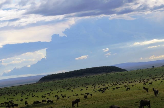 Conquest Adventures Wildebeest Maasai Mara