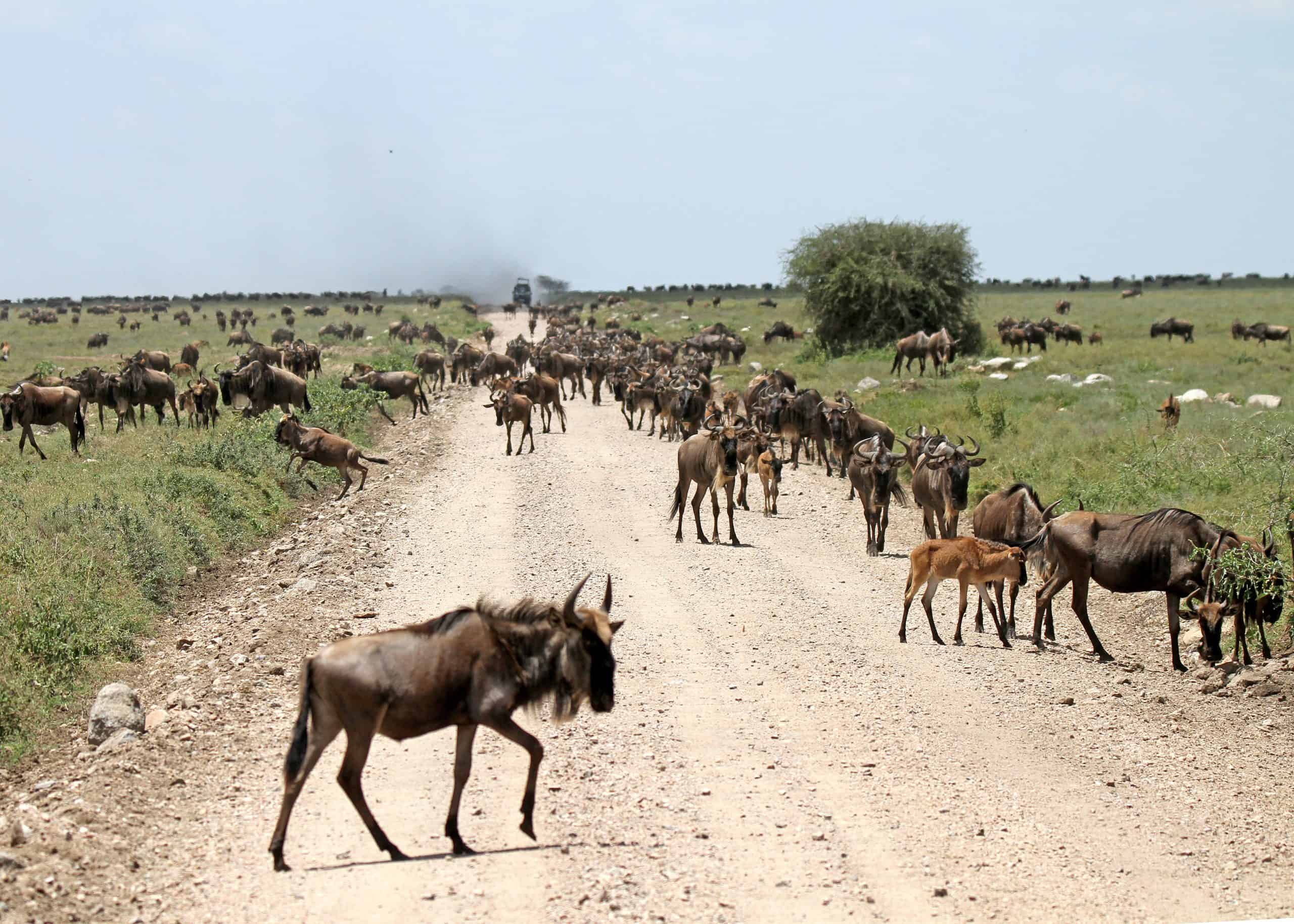 Conquest Adventures Wildebeest Serengeti National Park
