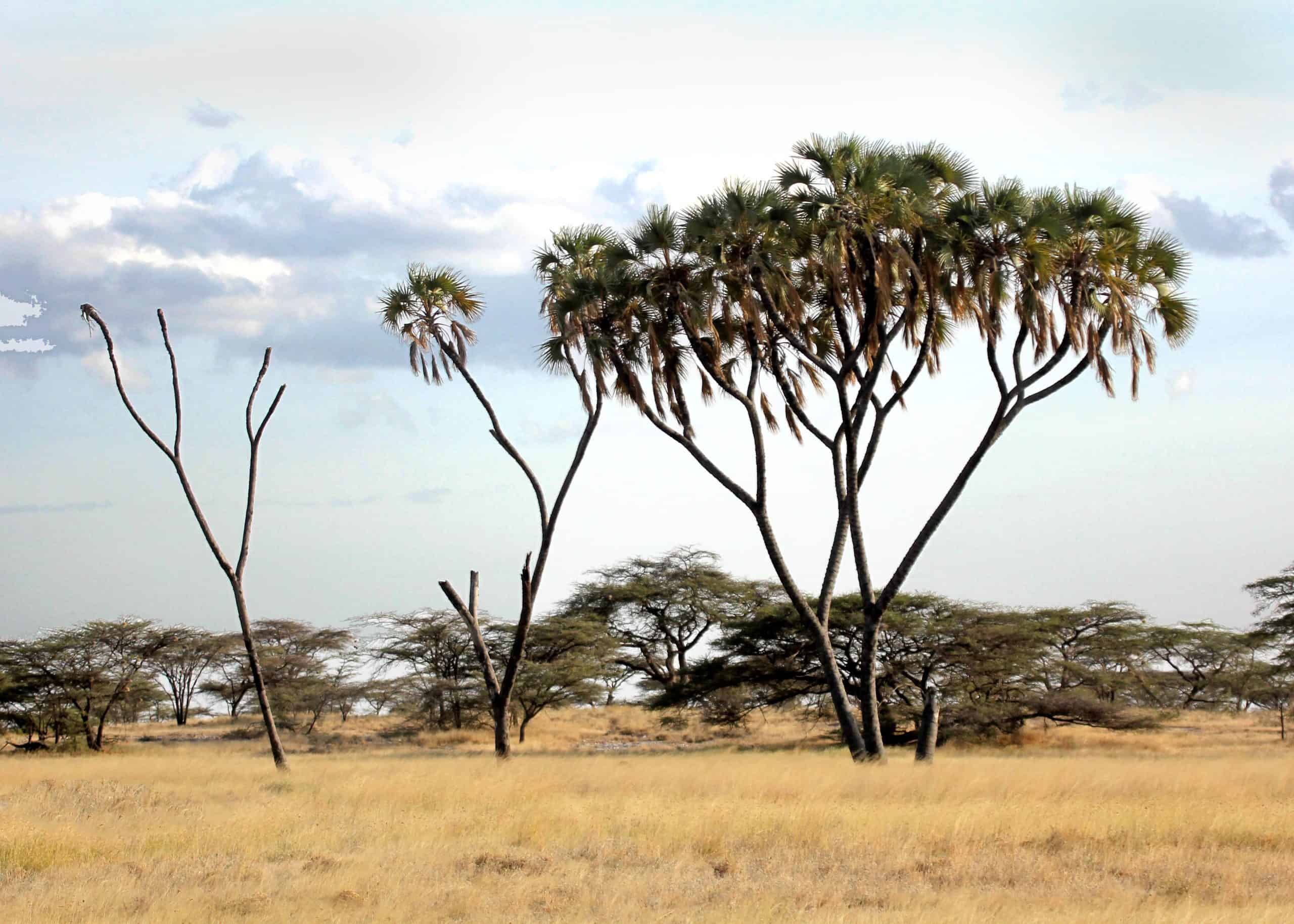 Conquest Adventures Doum Palm Samburu Reserve