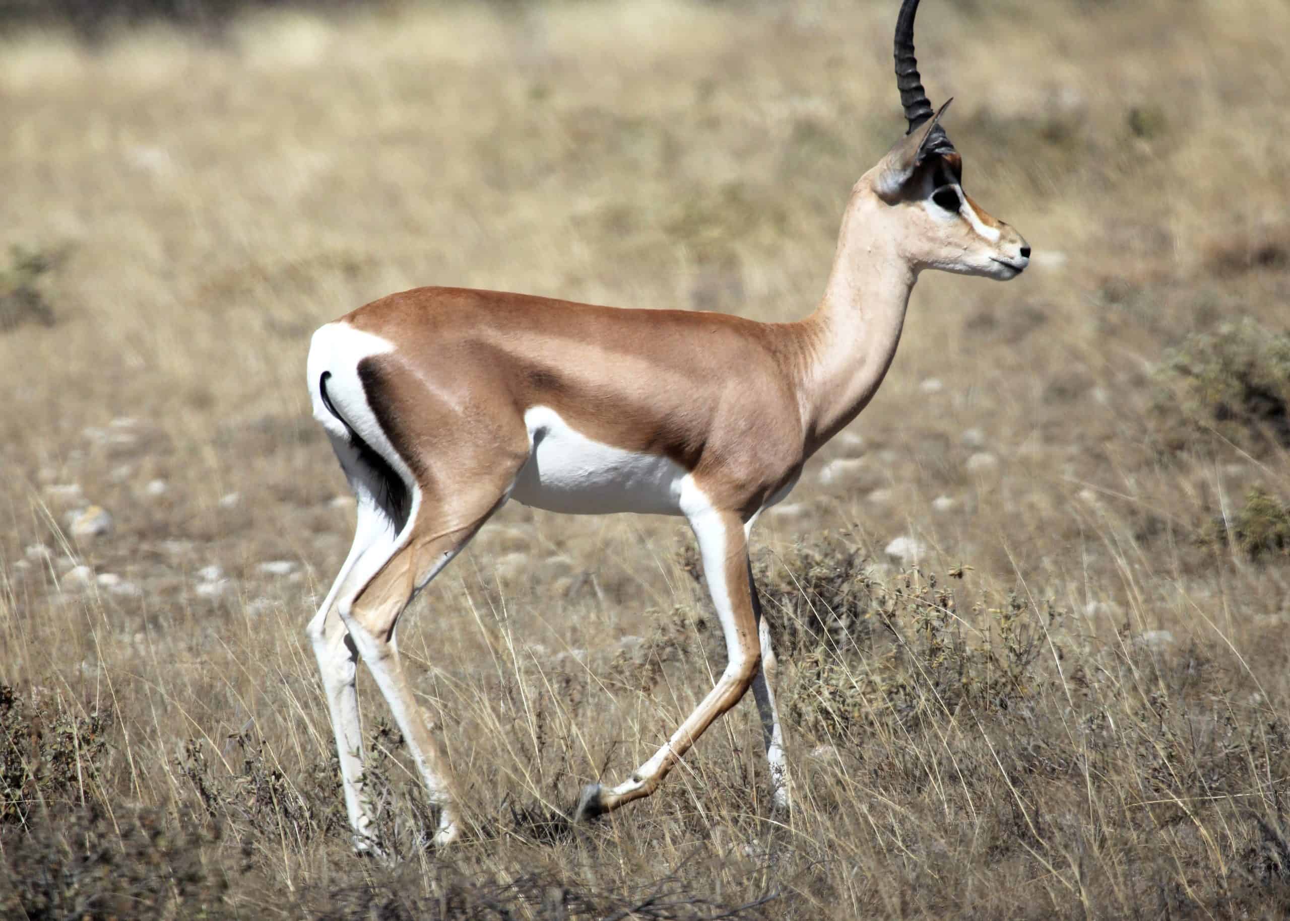 Copnquest Adventures Grant's Gazelle Samburu Reserve