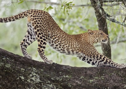 4-Day Serengeti, Ngorongoro & Lake Manyara Group Safari