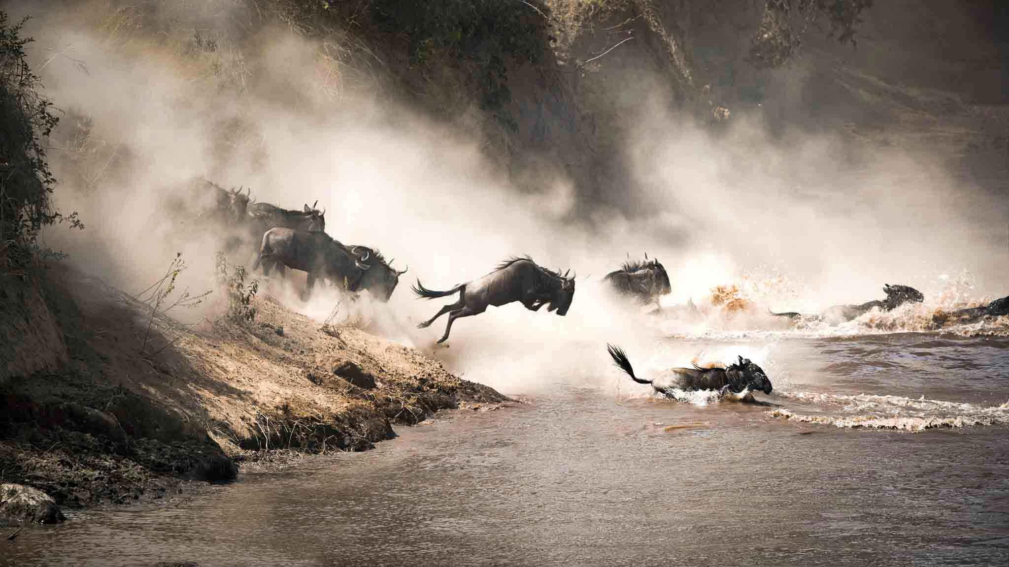 Great Migration Tanzania Wildebeest Leap