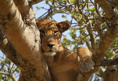 9 Days Biking, Gorillas and Wildlife Safari